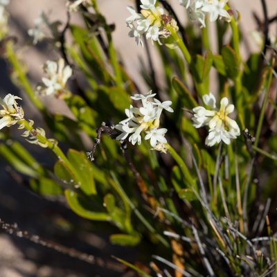 Stackhousia spathulata, photographed by Kym Nicolson