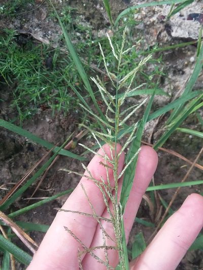 Leptochloa panicoides, photographed by Will McFarland