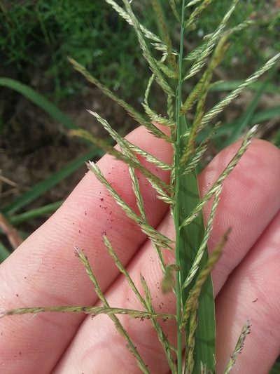 Leptochloa panicoides, photographed by Will McFarland