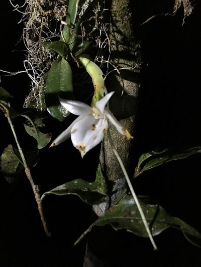 Angraecum compactum, photographed by desertnaturalist
