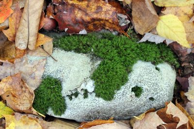 Orthodicranum fulvum, photographed by Trix Niernberger