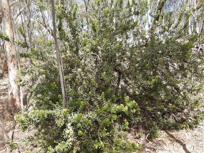 Persoonia rigida, photographed by Matthew Lincoln
