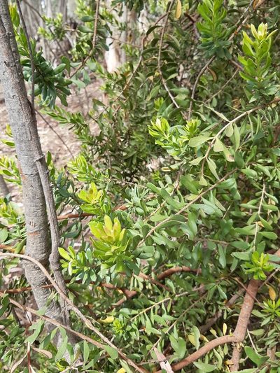 Persoonia rigida, photographed by Matthew Lincoln
