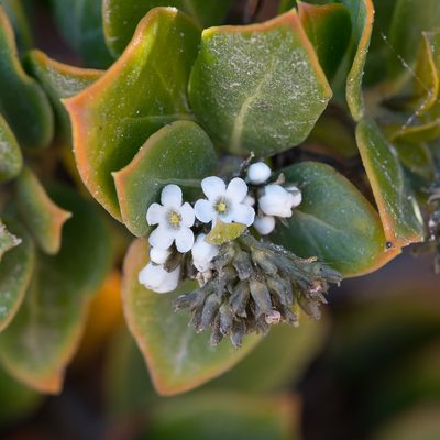 Logania crassifolia, photographed by Kym Nicolson