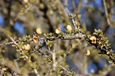 Boscia foetida, photographed by i_c_riddell