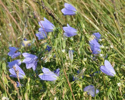 Campanula giesekiana, photographed by Ryan Hodnett