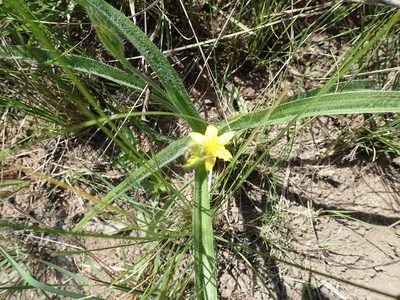 Hypoxis rigidula, photographed by Peter Warren