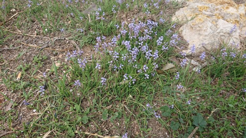 Muscari parviflorum, photographed by Mark Pritchard