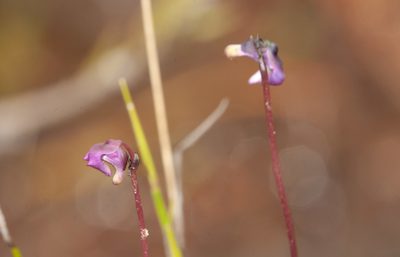 Utricularia uniflora, photographed by Rolf Lawrenz