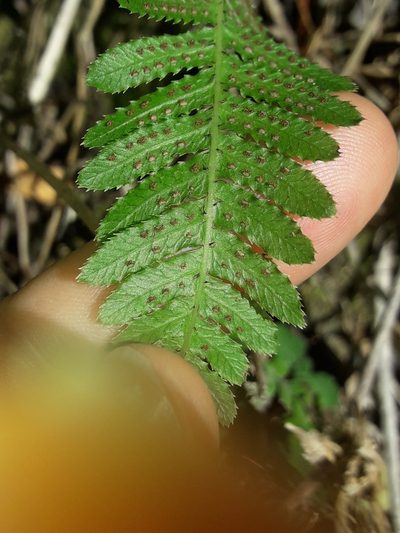 Doodia media, photographed by naturewatchwidow