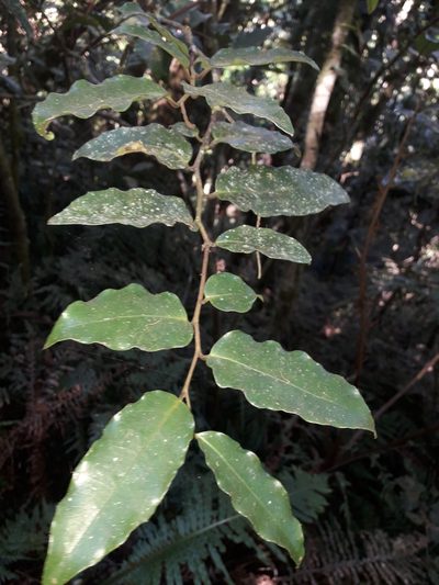 Amborella trichopoda, photographed by naturewatchwidow