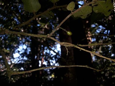 Amborella trichopoda, photographed by naturewatchwidow