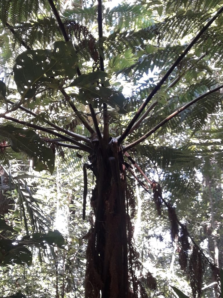 Dicksonia munzingeri, photographed by naturewatchwidow