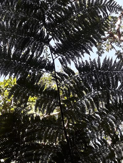 Dicksonia munzingeri, photographed by naturewatchwidow