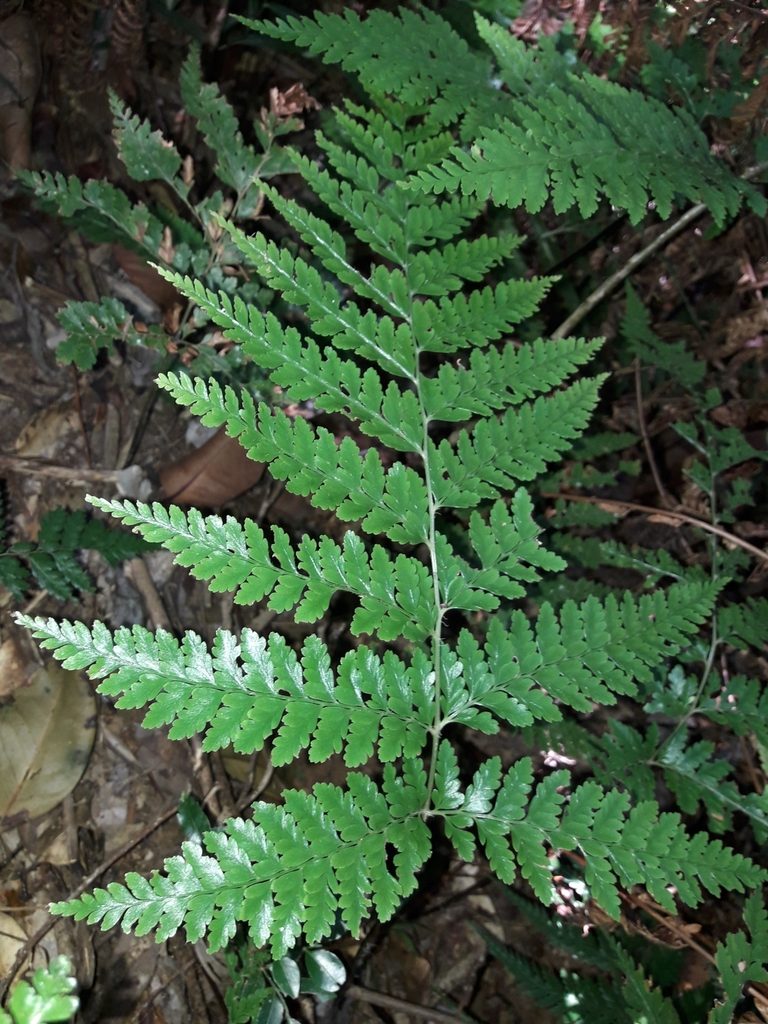 Dennstaedtia maxima, photographed by naturewatchwidow