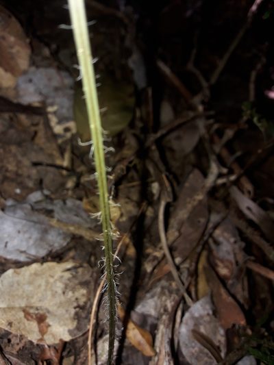 Dennstaedtia maxima, photographed by naturewatchwidow
