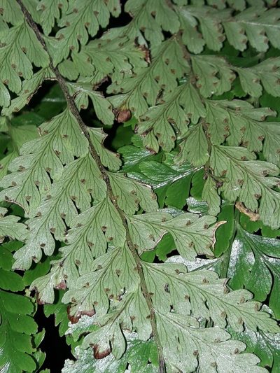 Dennstaedtia maxima, photographed by naturewatchwidow