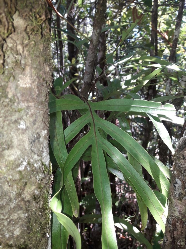 Dendroconche varians, photographed by naturewatchwidow