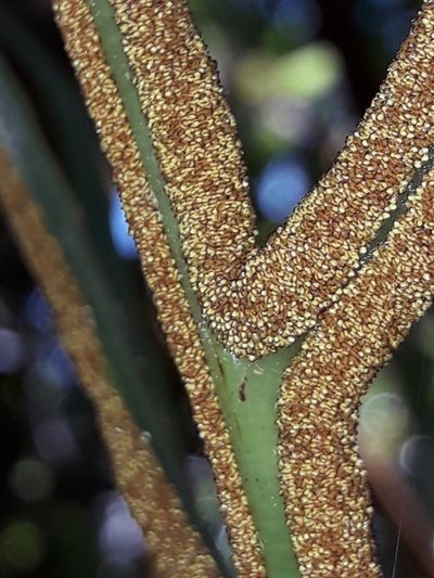 Dendroconche varians, photographed by naturewatchwidow