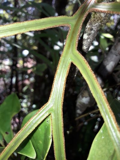 Dendroconche varians, photographed by naturewatchwidow