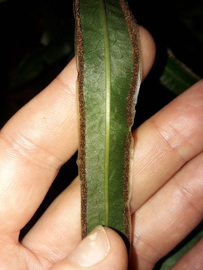 Pteris vieillardii, photographed by naturewatchwidow
