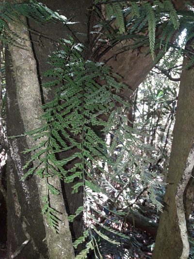 Asplenium pteridoides, photographed by naturewatchwidow