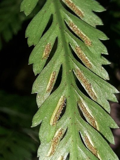 Asplenium pteridoides, photographed by naturewatchwidow