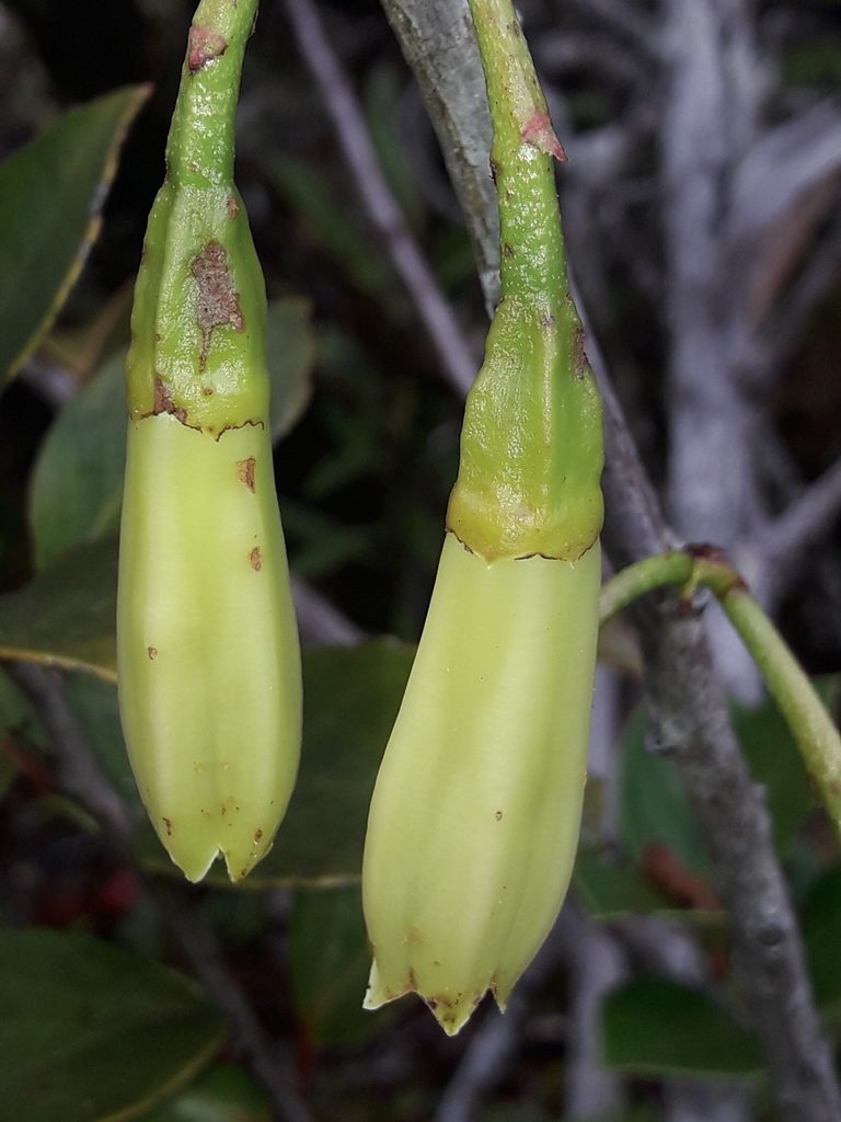 Paphia neocaledonica, photographed by naturewatchwidow