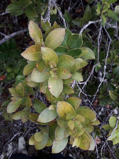 Paphia neocaledonica, photographed by naturewatchwidow