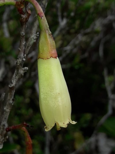 Paphia neocaledonica, photographed by naturewatchwidow