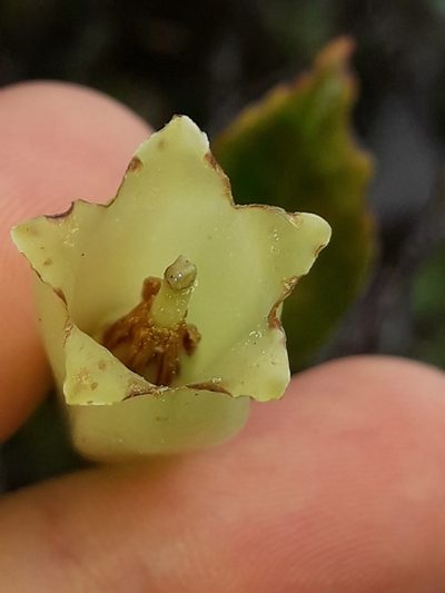 Paphia neocaledonica, photographed by naturewatchwidow
