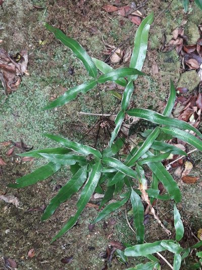 Pteris vieillardii, photographed by naturewatchwidow