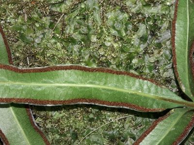 Pteris vieillardii, photographed by naturewatchwidow