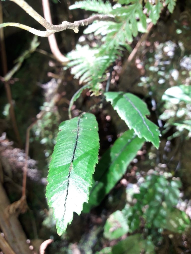Ptisana rolandi-principis, photographed by naturewatchwidow