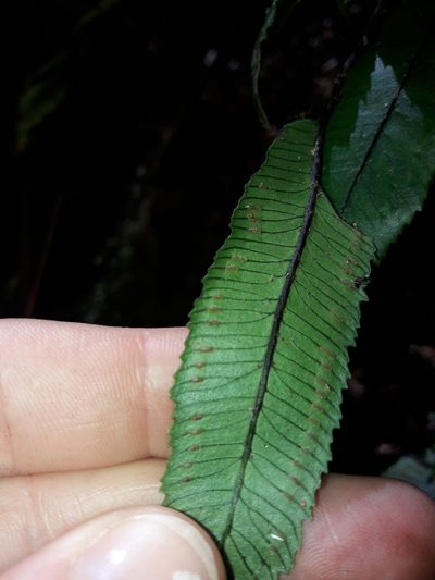 Ptisana rolandi-principis, photographed by naturewatchwidow