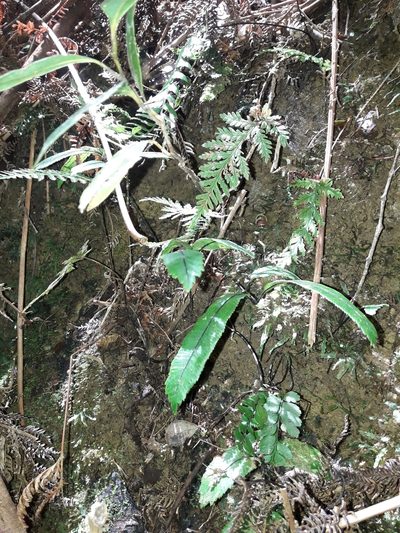 Ptisana rolandi-principis, photographed by naturewatchwidow