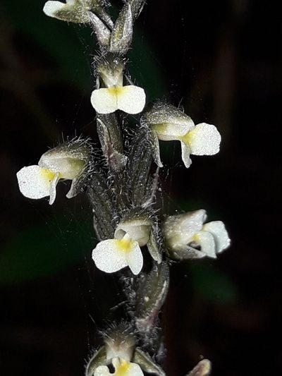 Zeuxine samoensis, photographed by naturewatchwidow
