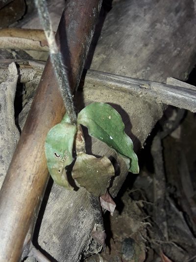 Zeuxine samoensis, photographed by naturewatchwidow