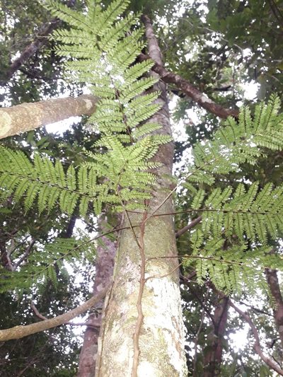 Teratophyllum wilkesianum, photographed by naturewatchwidow