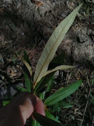 Astrotricha umbrosa, photographed by Tony van Kampen