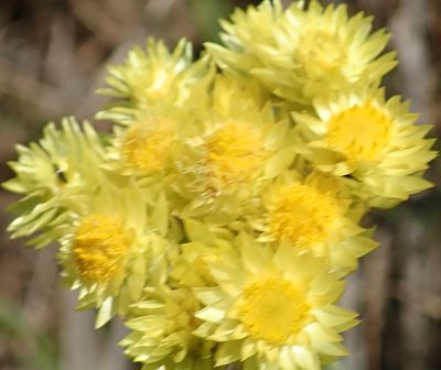 Helichrysum mixtum, photographed by Peter Warren