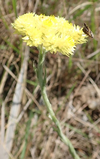 Helichrysum mixtum, photographed by Peter Warren
