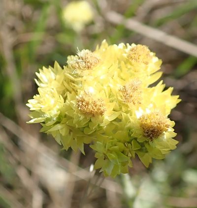 Helichrysum mixtum, photographed by Peter Warren