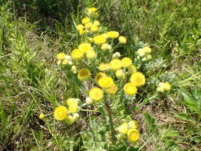 Helichrysum ruderale, photographed by Peter Warren