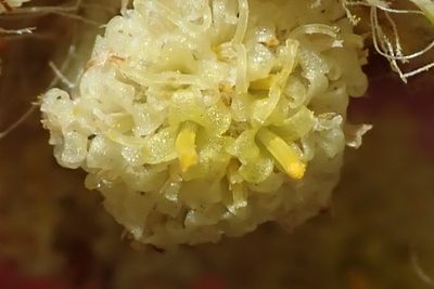 Helichrysum pallidum, photographed by Peter Warren