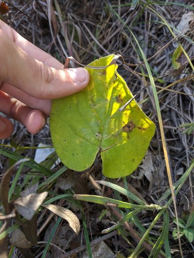 Odontostephana decipiens, photographed by Nathan Aaron