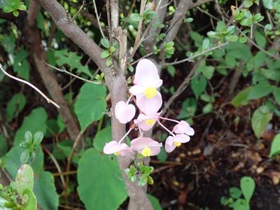 Begonia grandis, photographed by Yoshihiro Tokue