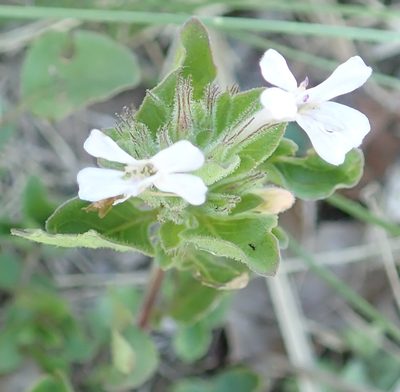 Dyschoriste burchellii, photographed by Peter Warren