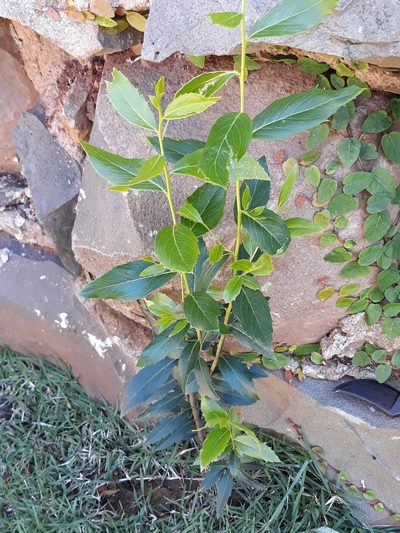 Quillaja lancifolia, photographed by Edson Luis Fabro Gasperin