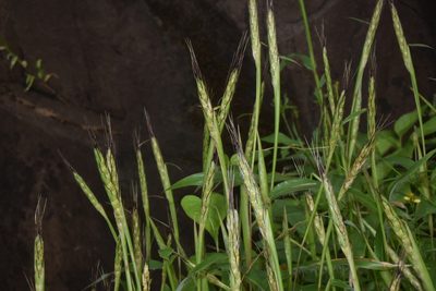 Ischaemum impressum, photographed by S.MORE